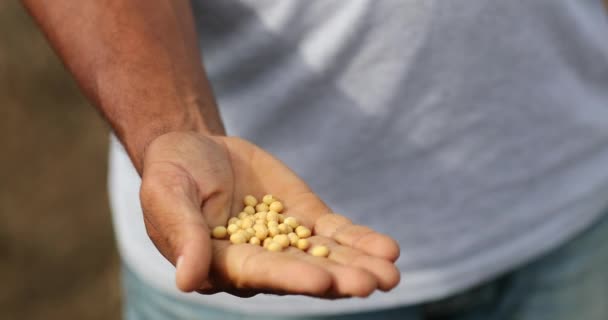 Opening Hand Showing Soybeans — Stock Video
