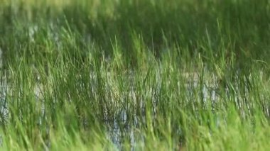 Tall grss meadows with water
