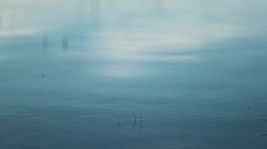 Clear water surface of a lake