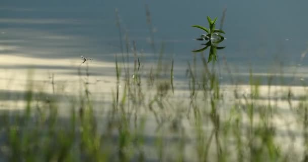 Επιφάνεια Λίμνης Νερού Ψηλό Γρασίδι — Αρχείο Βίντεο