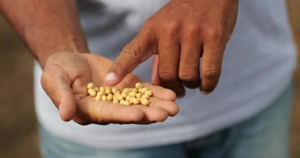 Opening Hand Soybeans Hand Showing Soy Beans — Vídeo de stock
