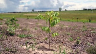 Single plant growing in arrid dry agriculture field