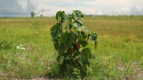 Одиночні Рослини Ростуть Сухому Сільському Господарстві — стокове відео