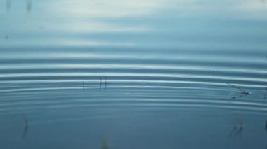 Stone thrown into the water surface at 120fps slow-motion creating water ripples effect
