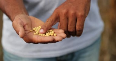 Showing soybeans, harvested soy in 4K