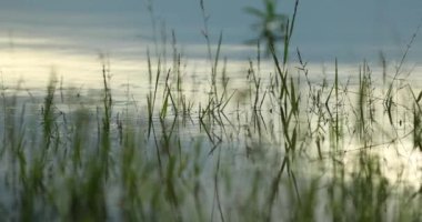 Water lake surface with tall grass in 4K