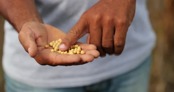 Showing Soybeans Harvested Soy — Vídeo de Stock