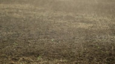 Su damlacıkları 120 fps yavaş çekimde toprak sulama tarım tarlaları içine düşüyor