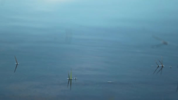 Камень Выбрасывается Поверхность Воды Замедлении Движения 120 Кадров Секунду Создавая — стоковое видео