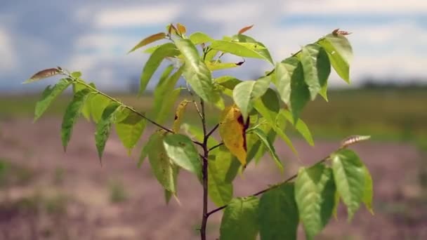 Single Plant Growing Arrid Dry Agriculture Field — Stock video