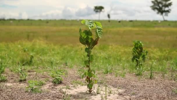 Одиночні Рослини Ростуть Сухому Сільському Господарстві — стокове відео
