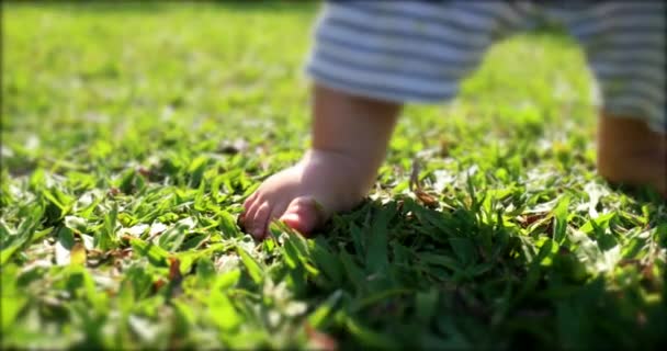 Baby Infant Feet Grass Toddler Boy Child Learning Walk — ストック動画