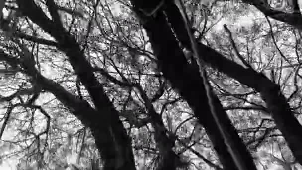 Cinematic Black White Branches Trees — Vídeo de Stock