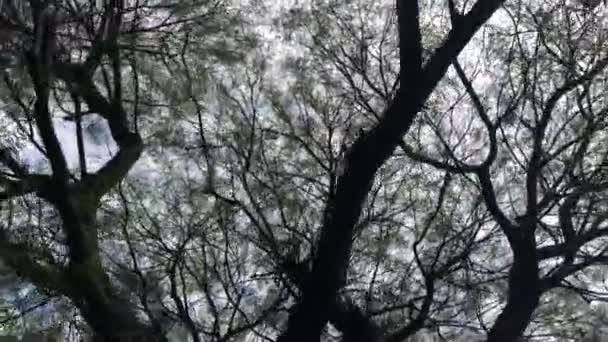 Cinematic Tree Branches Movement Summer Time — Stok video