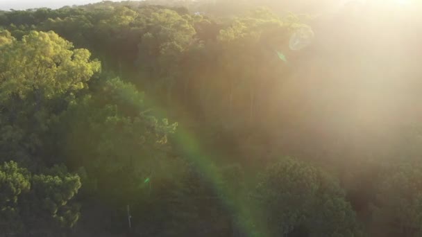 Πετώντας Πάνω Από Δάσος Ήλιο Φωτοβολίδα — Αρχείο Βίντεο