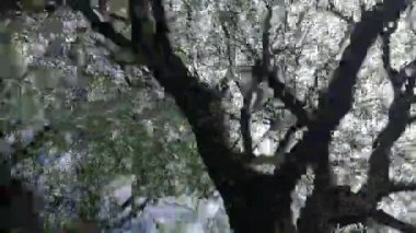 Cinematic tree branches in movement during summer time