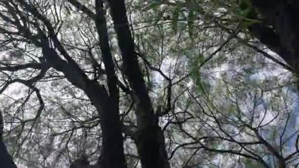 Cinematic Tree Branches Movement Summer Time — Video