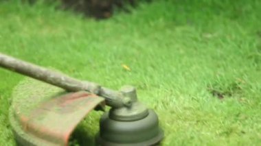 Cutting lawn with machine, trimming grass with mower