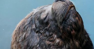 Large seal close-up, resting