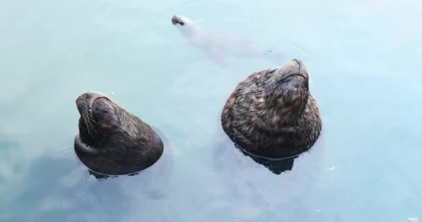 Seals Resting Harbor — Vídeo de Stock