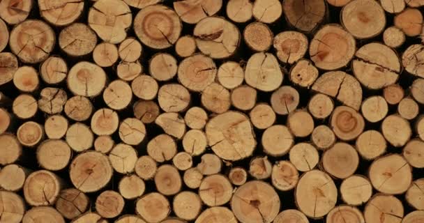 Piles Wood Stacks Lumber — Stok Video
