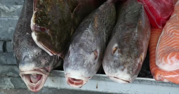 Θαλασσινά Που Εκτίθενται Στην Αγορά Ψαριών — Αρχείο Βίντεο