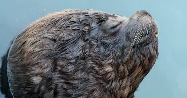Harbor Seal Eyes Closed — Stok video