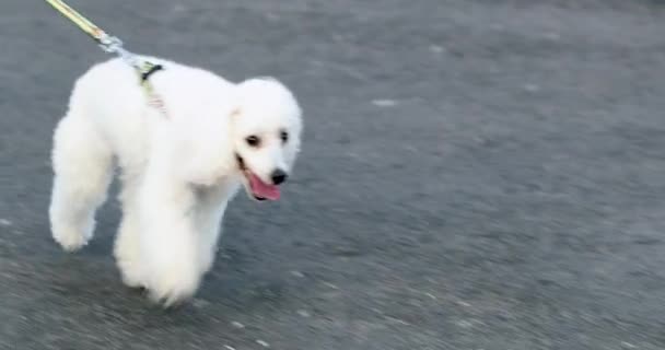 Dog Poodle Walking Leash — Stockvideo
