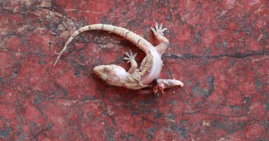 Yerde ölü bir kertenkele.