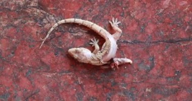 Dead small lizard on the ground