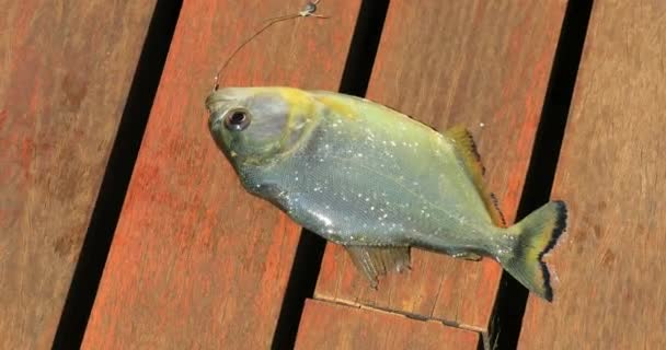 Ψάρια Έξω Από Νερό Που Αλιεύονται Πεθαίνουν — Αρχείο Βίντεο