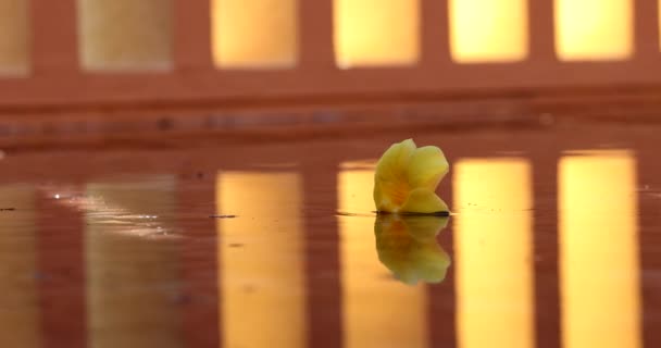 Flower Petal Water Surface Architecture Patterns Background Reflected Water — 图库视频影像