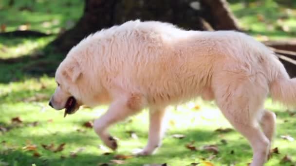 Weißer Schöner Hund Zeitlupe 120Fps — Stockvideo