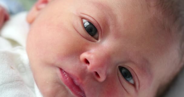 Newborn Baby Face Looking Camera Birth Curious Infant — Video