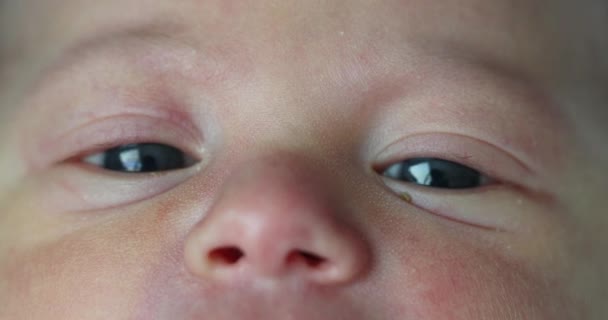 Little Newborn Baby Close Macro Eyes — Stock Video