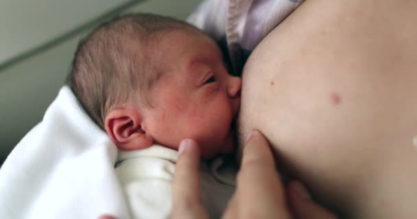 Newborn Breastfeeding Mother Breastfeeding Her Newborn Baby — Wideo stockowe