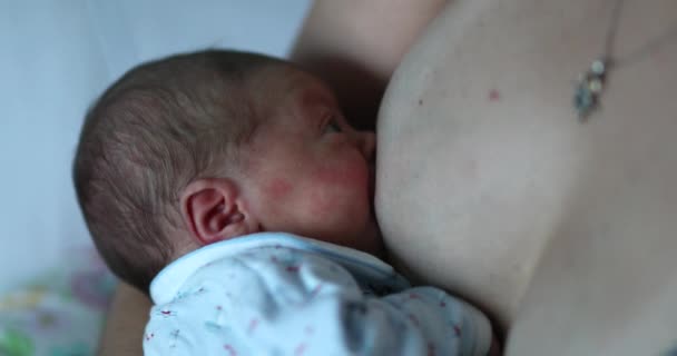Newborn Baby Breastfeeding First Week Life — Wideo stockowe