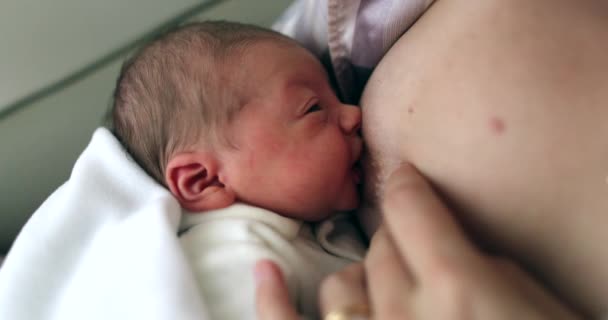 Mother Breastfeeding Her Newborn Baby Infant Birth First Time — 图库视频影像