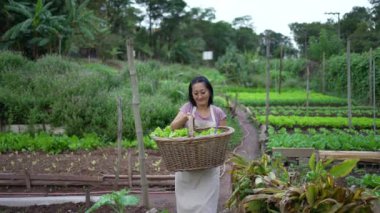 Woman carrying organic food at farm walking towards camera. Asian American person holding green lettuces inside basket