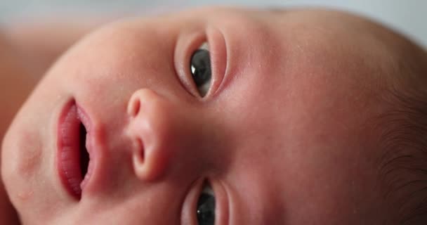 Newborn Baby Closeup Face Awake First Week Life — 비디오