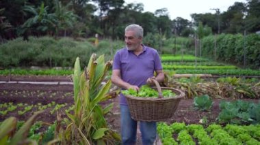 One happy older man walking in farm carrying basket with green lettuces. Senior person holding organic food