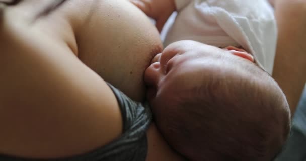 Newborn Baby Breastfeeding First Month Life — Stok Video