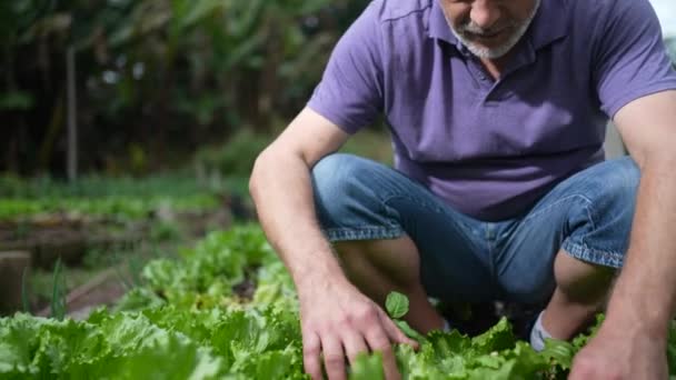 One Senior Man Plucking Lettuces Ground Organic Small Farm Older — Video