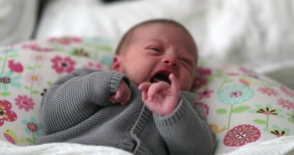 First Month Old Newborn Baby Infant Crying – Stock-video