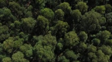 Aerial view of forest trees from above