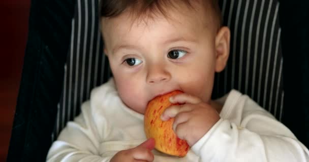 Baby Eating Apple Fruit Infant Toddler Holding Healty Snack — Stockvideo
