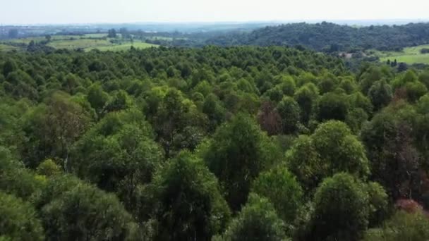 Flying Trees Aerial Clip Forest — Vídeo de Stock