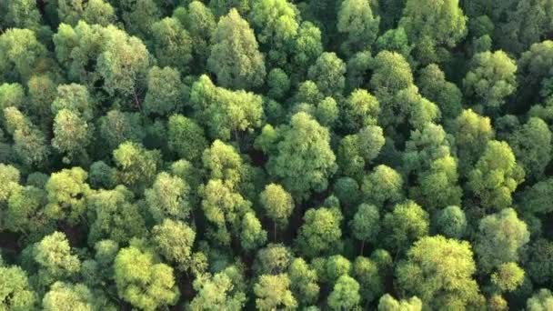 Forest trees aerial view from above