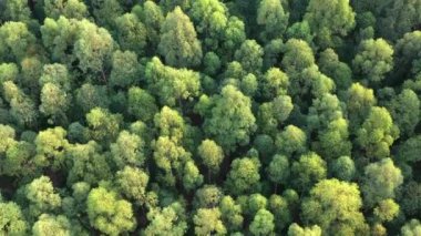 Forest trees aerial view from above
