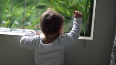 One year old baby standing by window at home looking out, toddler touching plant